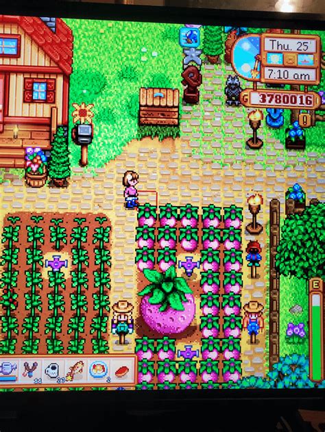 melons. tube|My first giant melon! : r/StardewValley